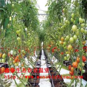 瓜果草莓无土栽培设备 窗台水耕设备 方管水培系统安装