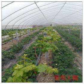 供应云南昆明 温室大棚管 草莓大棚管 花卉大棚管 质量保证